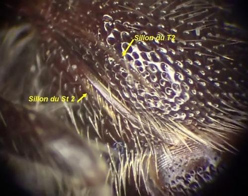 Smicromyrme pusillus